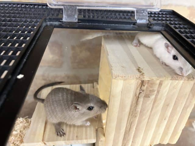 カラージャービル