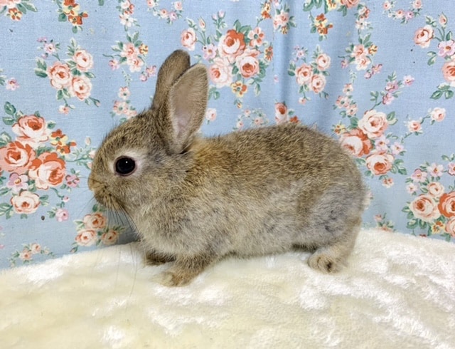 ミニウサギ