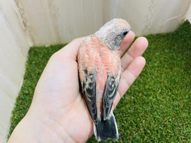 最新画像になりますよ〜⭐️ひょっこり!ひきよせるよみんな〜 ローズ秋草インコ アキクサインコ(秋草インコ)