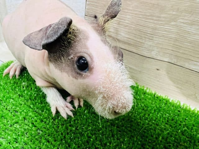 スキニーギニアピッグ