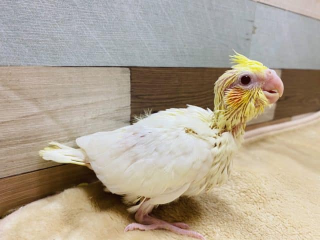 オカメインコ