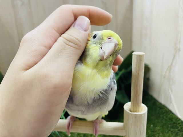オカメインコ