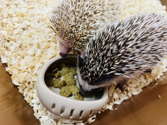 ハリネズミ（ヨツユビハリネズミ）