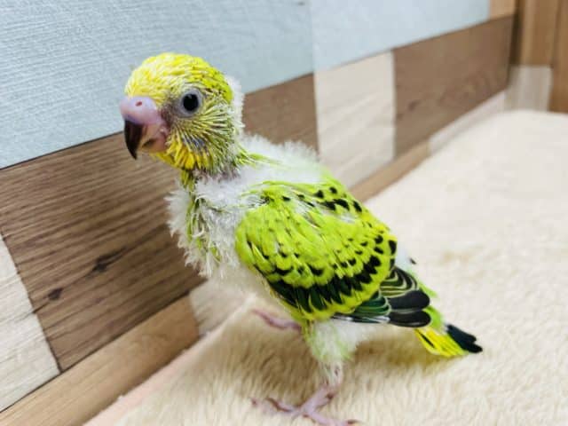 セキセイインコ