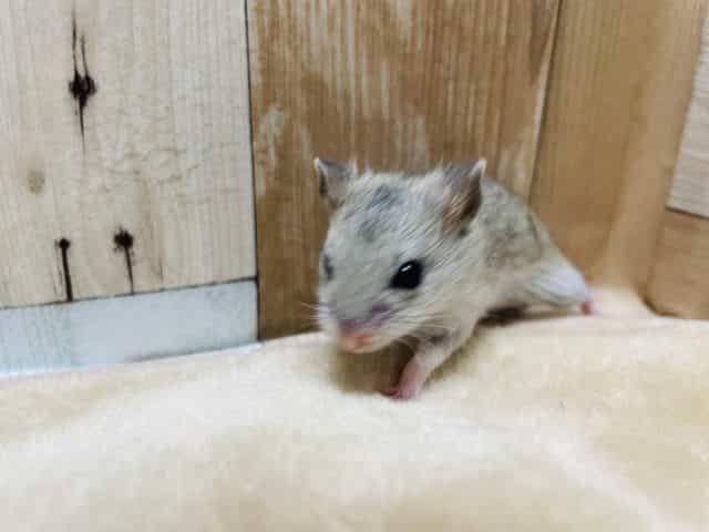 チャイニーズハムスター