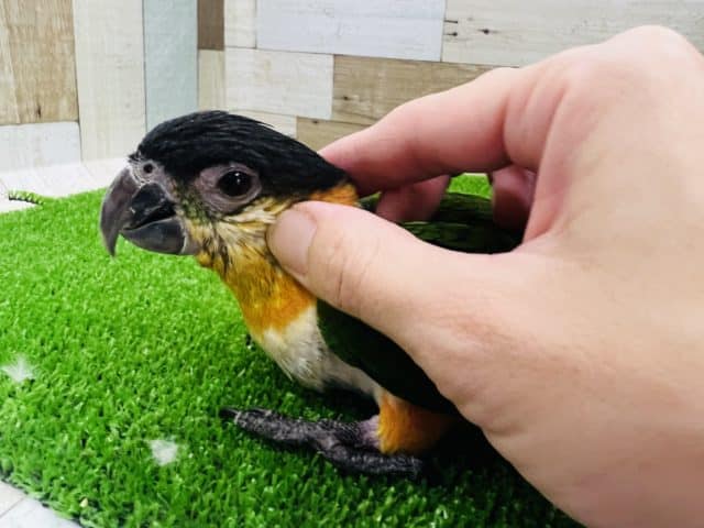 ズグロシロハラインコ