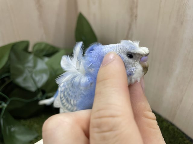 羽衣セキセイインコ