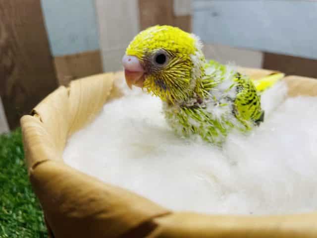 セキセイインコ