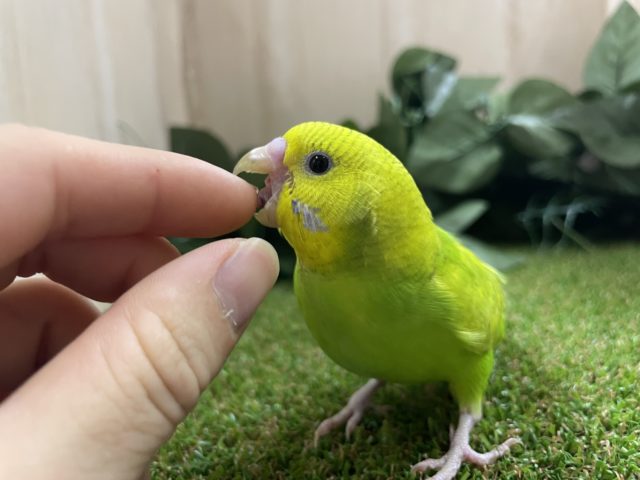 セキセイインコ