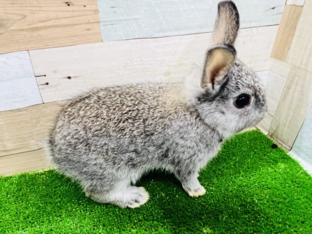 ネザーランドドワーフ