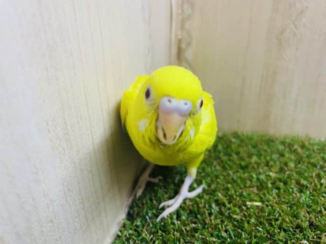 セキセイインコ