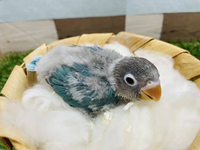 ブルーボタンインコ
