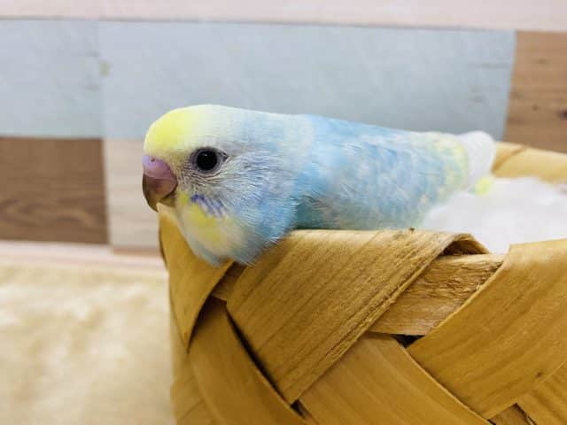 手にぴとっとくっついてしまう恥ずかしがり屋さんのセキセイインコパステルレインボー♪ セキセイインコ