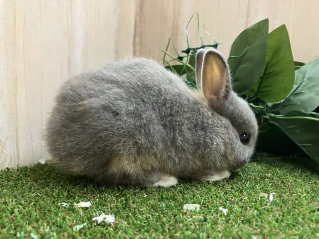 ネザーランドドワーフ