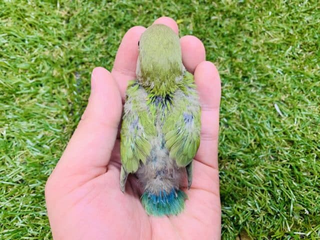 コザクラインコ（小桜インコ）