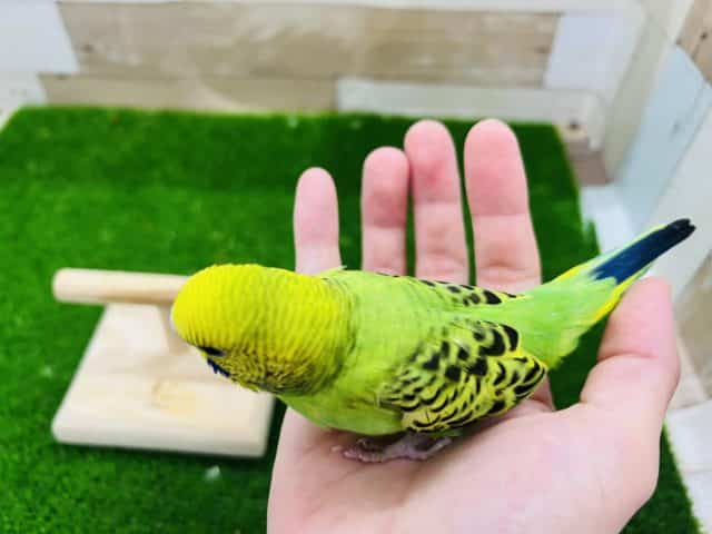 セキセイインコ
