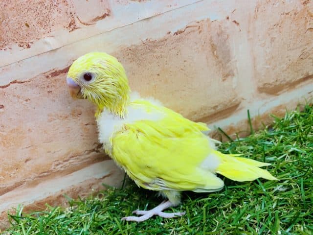 セキセイインコ