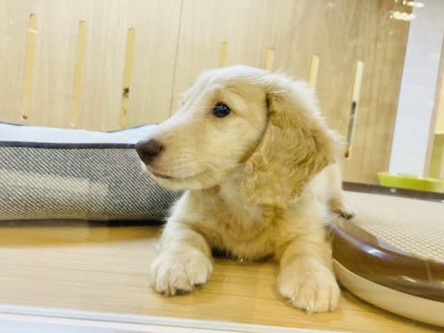 癒し系♪ Mダックスくんイエロー入舎 ミニチュアダックス