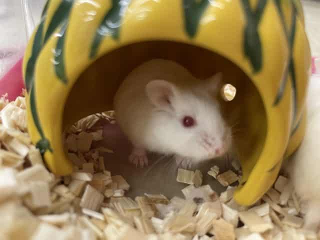 ロボロフスキーハムスター