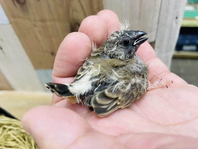 錦花鳥（キンカチョウ）