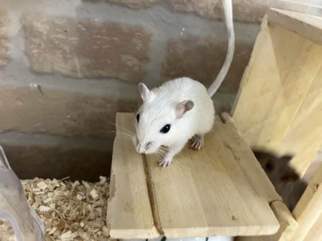 カラージャービル