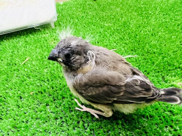 錦花鳥（キンカチョウ）