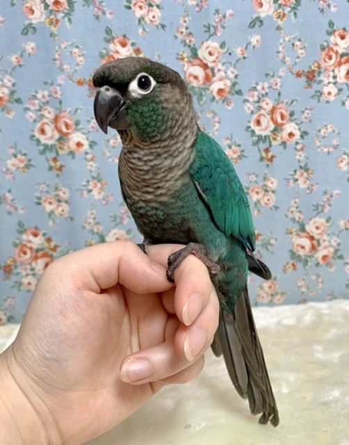 ホオミドリウロコインコ