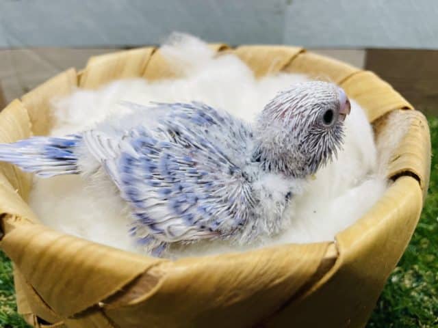 セキセイインコ