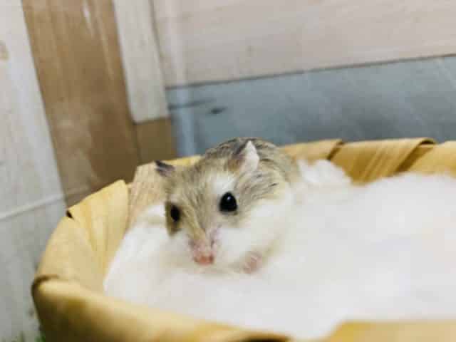  ロボロフスキーハムスター