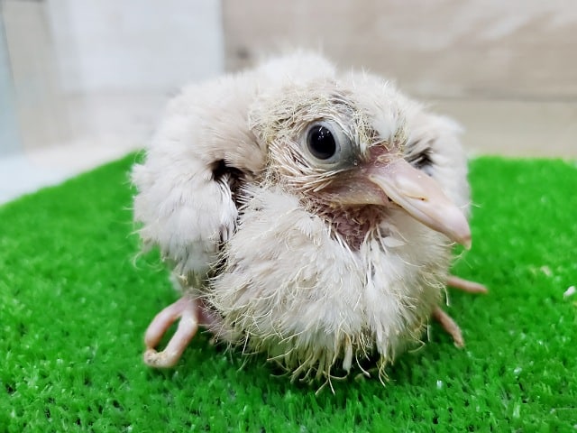 ジュズカケバト