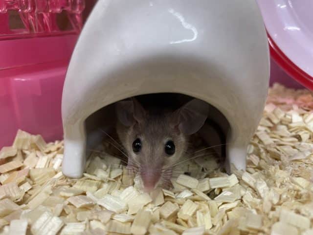 カイロトゲマウス