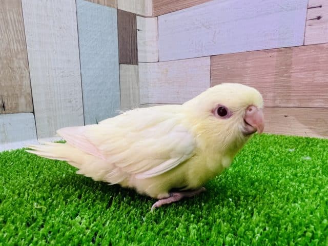 サザナミインコ