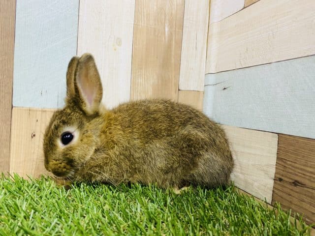 ミニウサギ