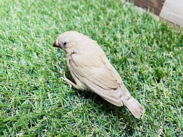 錦花鳥（キンカチョウ）