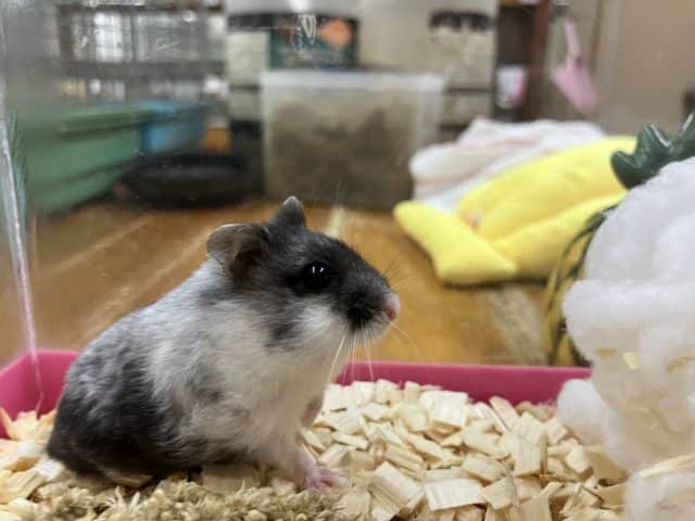 マーブルハムスター