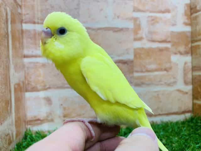 セキセイインコ