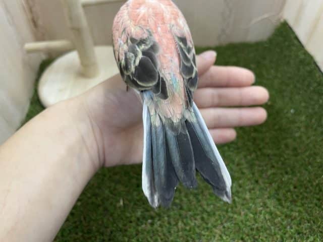 アキクサインコ（秋草インコ）