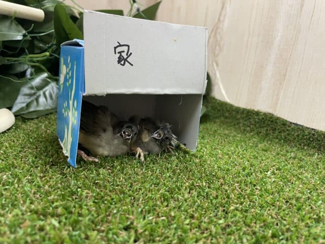 錦花鳥（キンカチョウ）