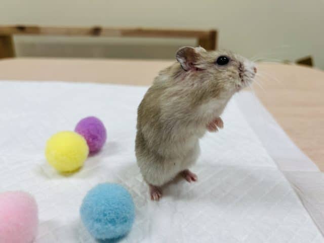 ドワーフハムスターの1種