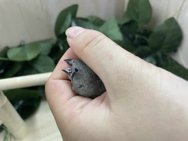 最新画像になりますよ〜!! まめちゃん 仲良くやってきました~!! キンカチョウ ノーマル 錦花鳥(キンカチョウ)