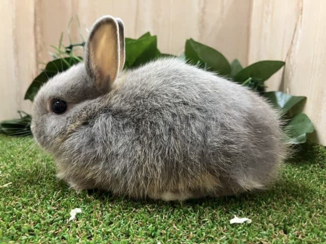 ネザーランドドワーフ