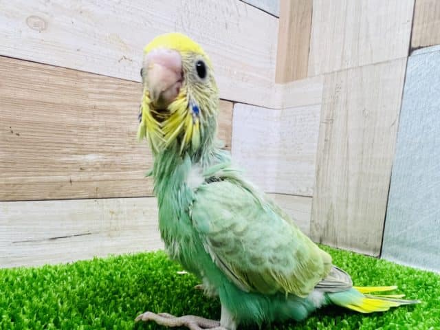 大人気カラー!パステルレインボースパングルセキセイインコ! セキセイインコ