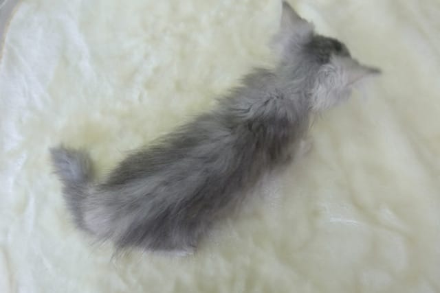 スコティッシュフォールド