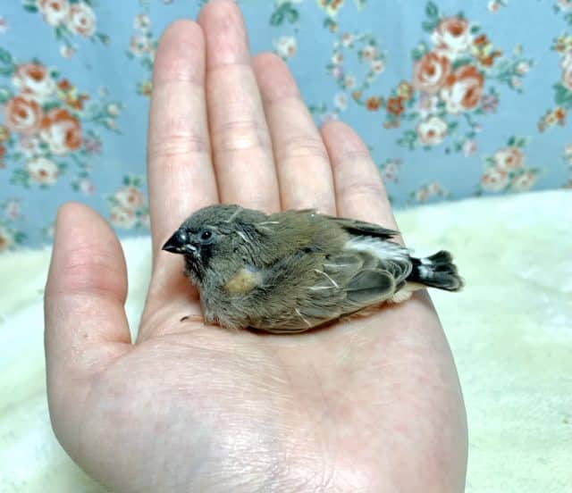 錦花鳥（キンカチョウ）