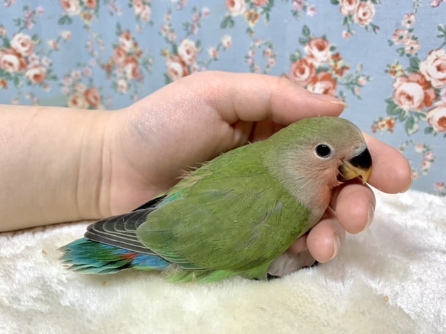 コザクラインコ（小桜インコ）