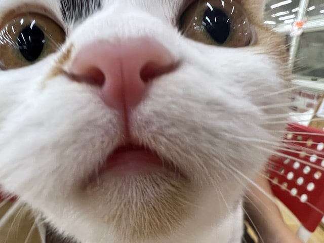 スコティッシュフォールド