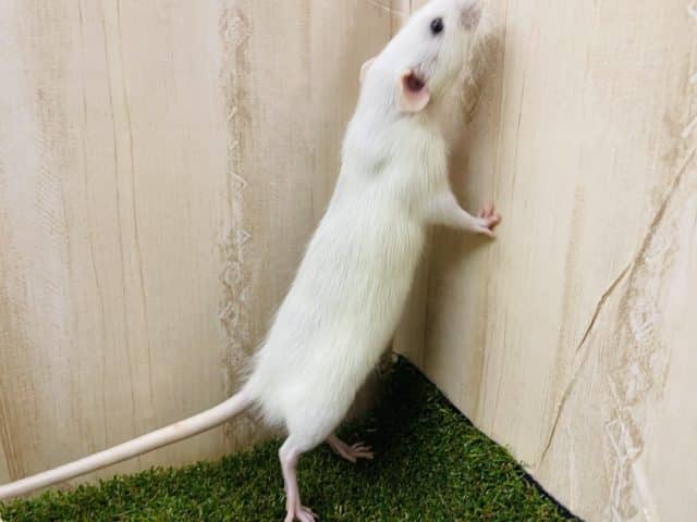 ファンシーラット