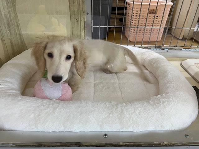 ミニチュアダックス