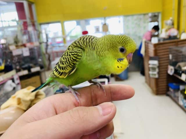 セキセイインコ