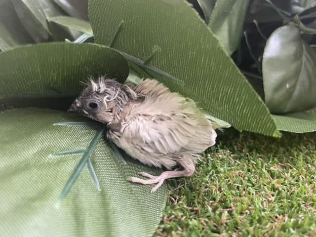 錦花鳥（キンカチョウ）